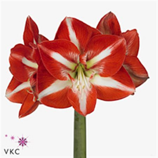 Amaryllis Stargazer 12cm A1