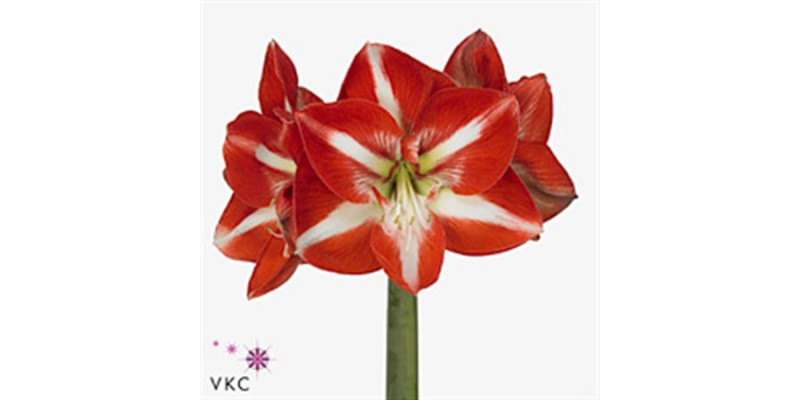 Amaryllis Stargazer 12cm A1