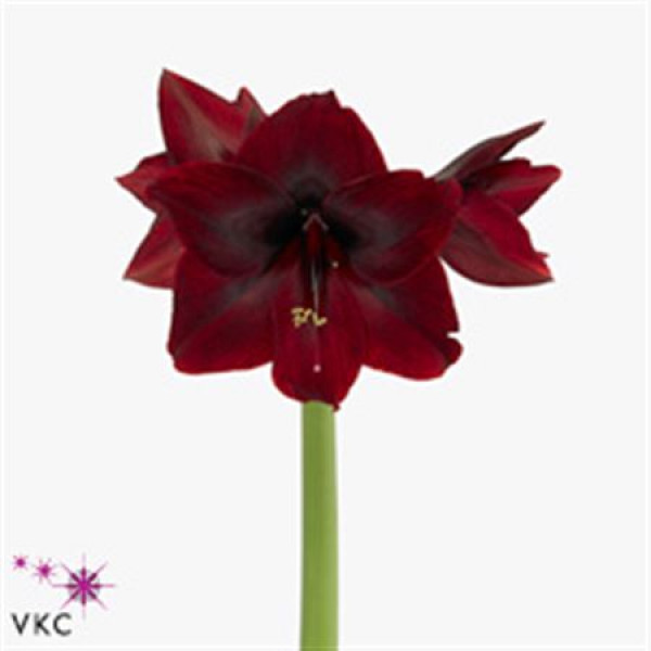 Amaryllis Red Pearl 12cm A1