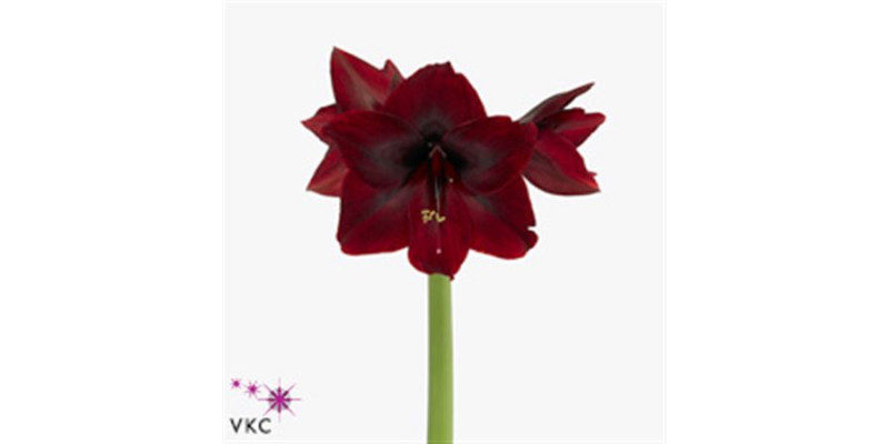 Amaryllis Red Pearl 12cm A1