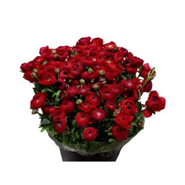 Ranunculus El Red Extra 40cm A1