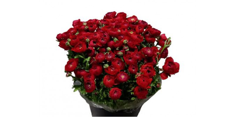 Ranunculus El Rood Extra 45 A1Red