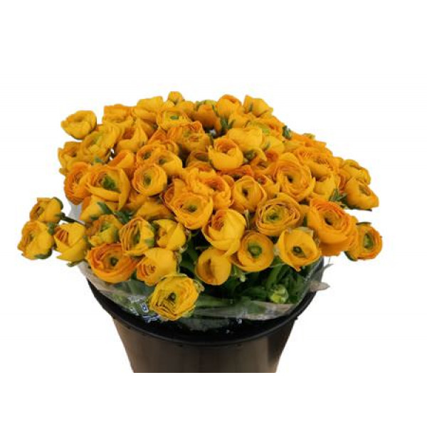 Ranunculus El Yellow 45cm A1