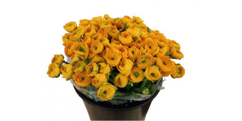 Ranunculus El Yellow 50cm A1