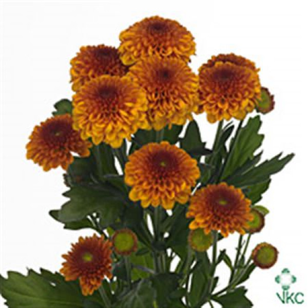 Chrysanthemums T Lexy 70cm A1