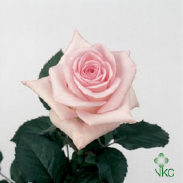 Rose Gr Sweet Akito 60cm A1