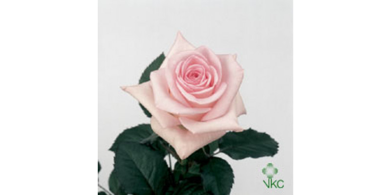 Rose Gr Sweet Akito 70cm A1