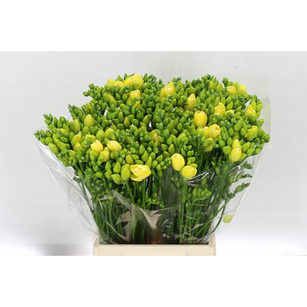 Freesias Du Grandeur 48cm 1E Col-Cream