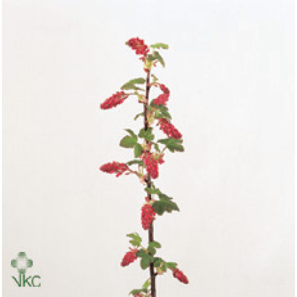 Ribes King Edward 7 100 cm A1