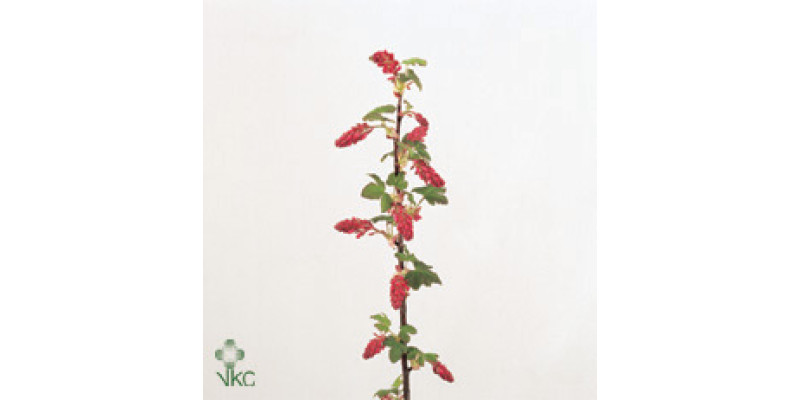 Ribes King Edward 7 100 cm A1