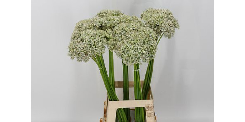 Allium Nigrum White 70cm A1