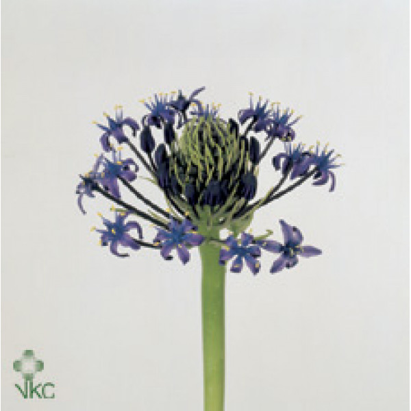 Scilla Blue Peruviana 45cm EX Col-Blue