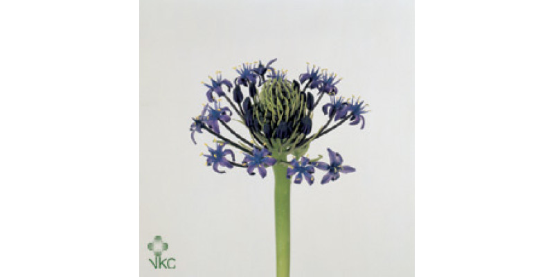 Scilla Blue Peruviana 45cm EX Col-Blue