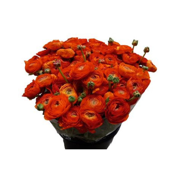 Ranunculus El Orange 45cm A1 (Valentine Pre Order)