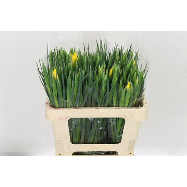 Iris Apollo Yellow 60cm  Col-Yellow