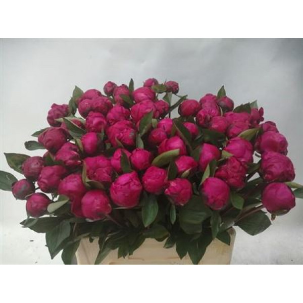 Peonies Red Bernhardt 55cm  Col-Red