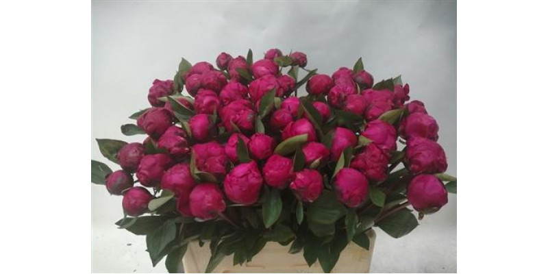 Peonies Red Bernhardt 55cm  Col-Red