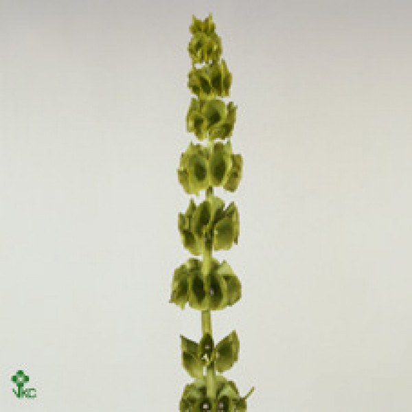 Moluccella 70cm A1 Col-Green