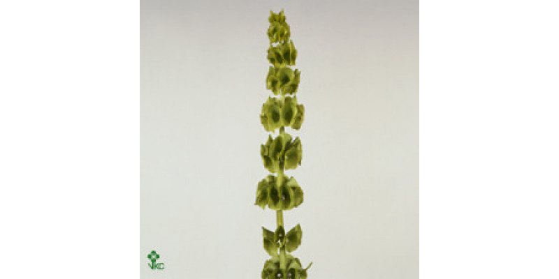 Moluccella Stuk 80cm A1