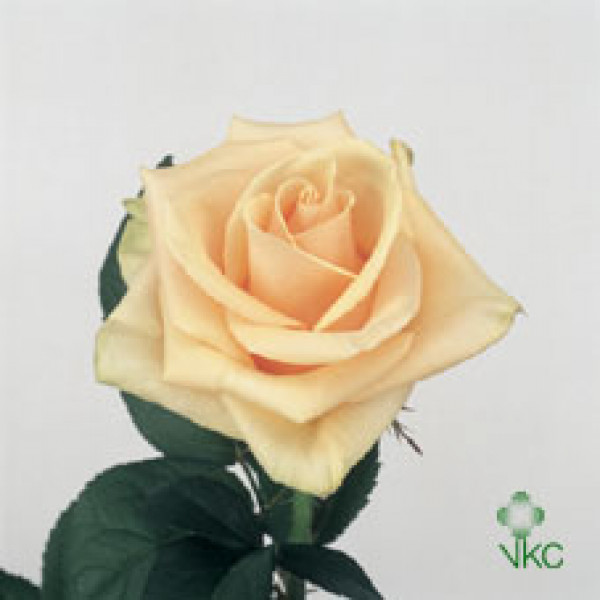 Rose Gr Prima Donna 60cm A1 Col-Peach