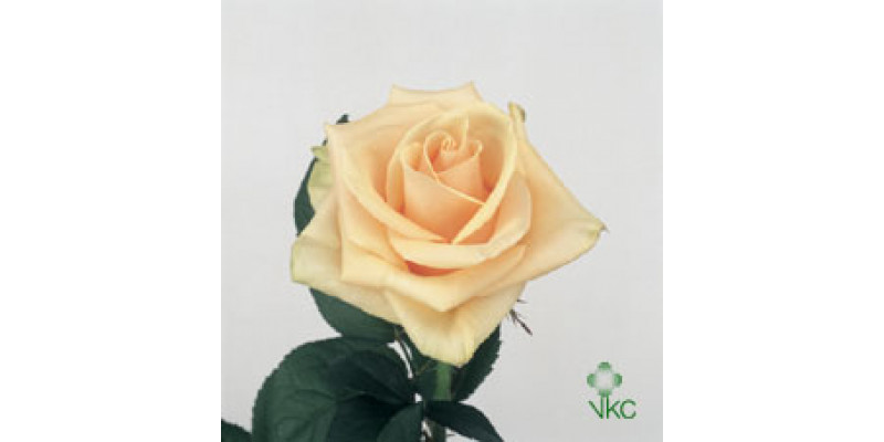 Rose Gr Prima Donna 70cm A1 Col-Peach