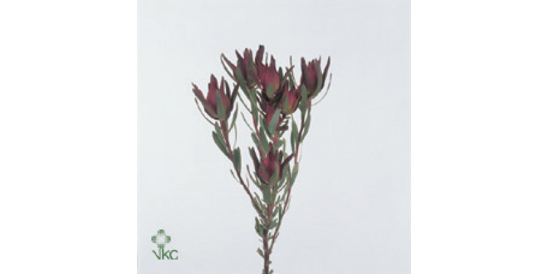 Leucadendron Blush Spray Red 60cm A1