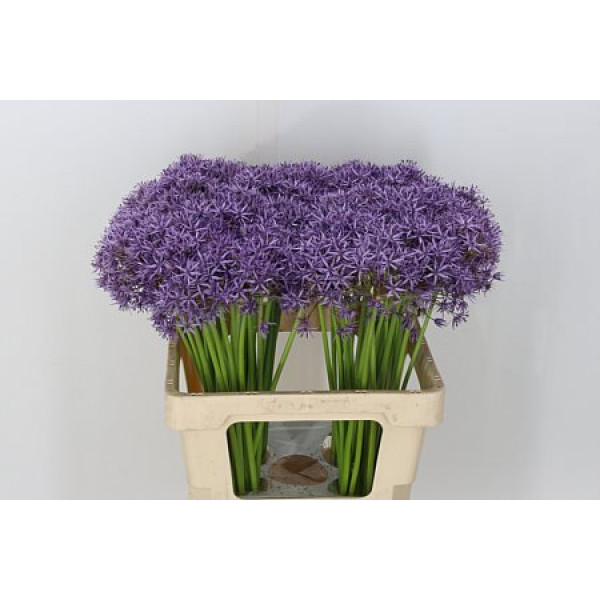 Allium Violet Beauty 70cm A1 Col-Violet