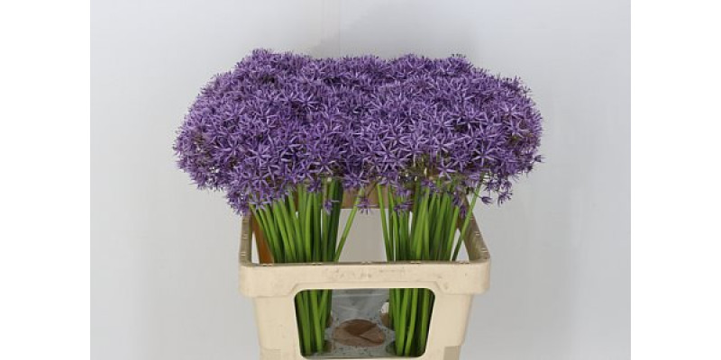 Allium Violet Beauty 60cm A1 Col-Violet