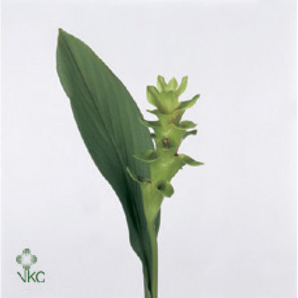 Curcuma Emerald 50cm A1