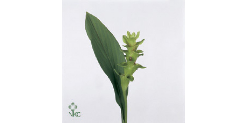 Curcuma Emerald 50cm A1