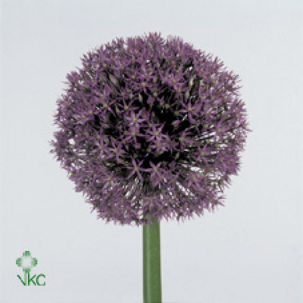 Allium Purple Caila 80cm A1