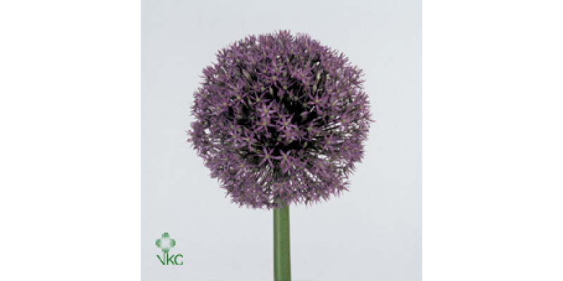 Allium Purple Caila 80cm A1