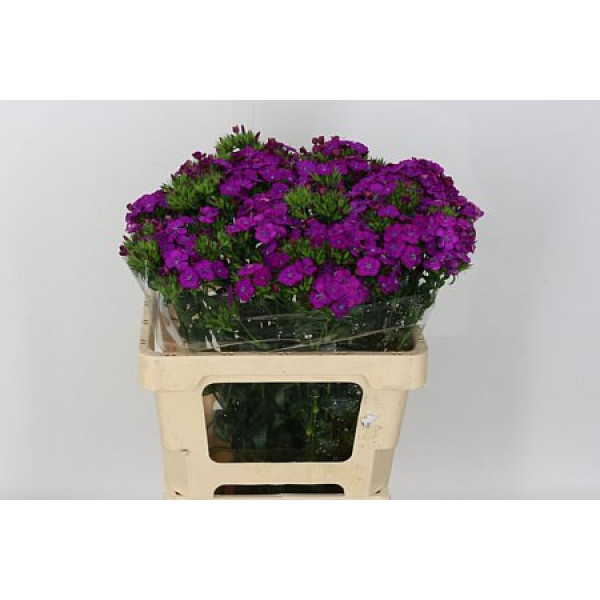 Dianthus Barb Am Neon Purp 60 A1Purple