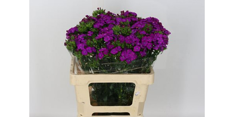 Dianthus Barb Am Neon Purp 60 A1Purple