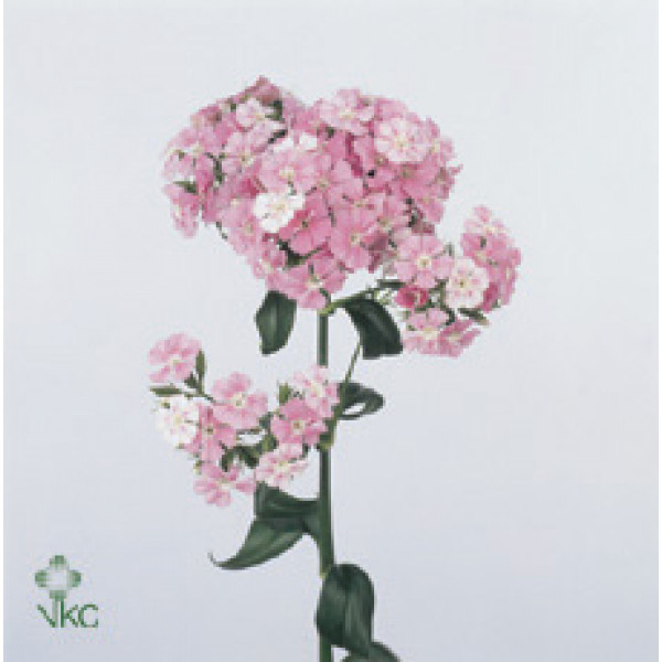 Dianthus Barb Am Rose 55 A1Pink