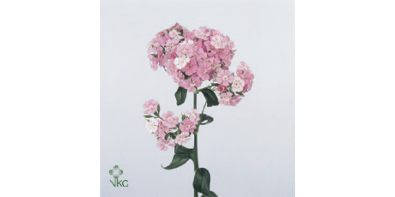 Dianthus Barb Am Rose 55 A1Pink