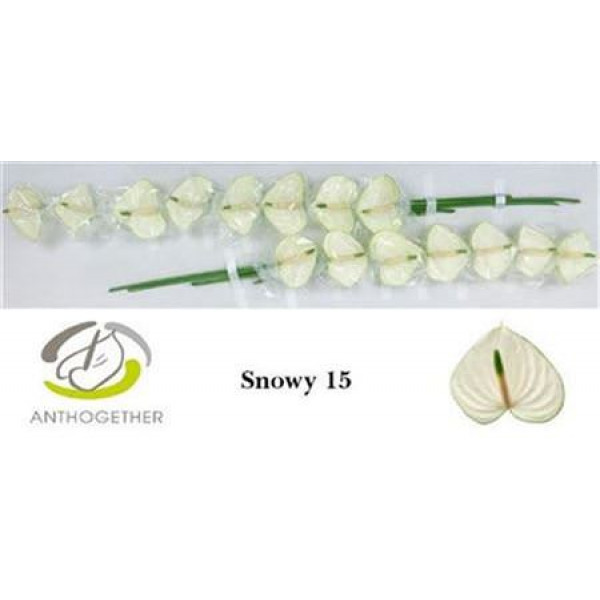 Anthurium Snowy X15 15cm 15 Col-White