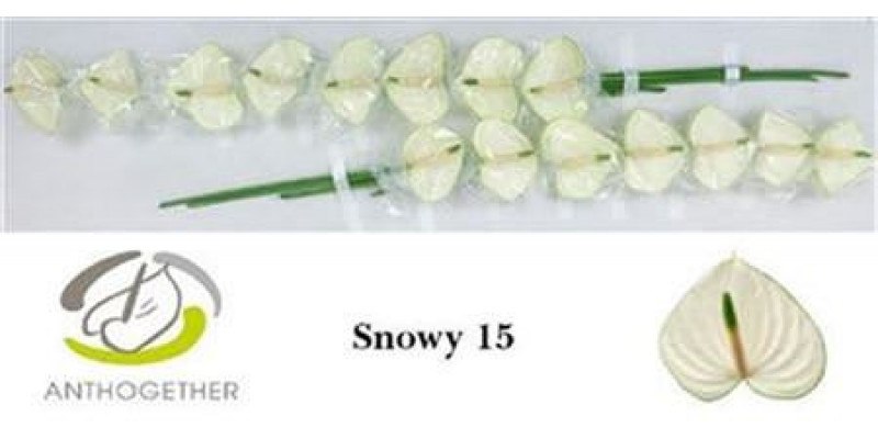 Anthurium Snowy X15 15cm 15 Col-White