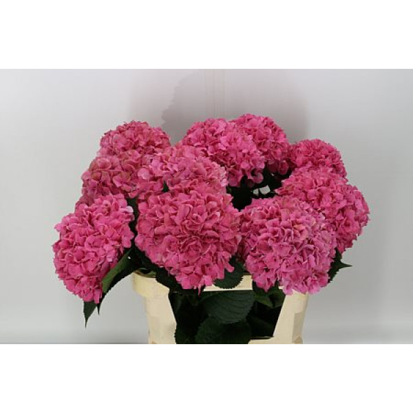 Hydrangea M Glowing Alps 65cm  Col-Dark Pink