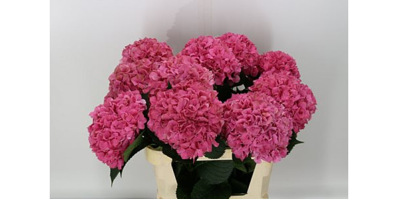 Hydrangea M Glowing Alps 65cm  Col-Dark Pink