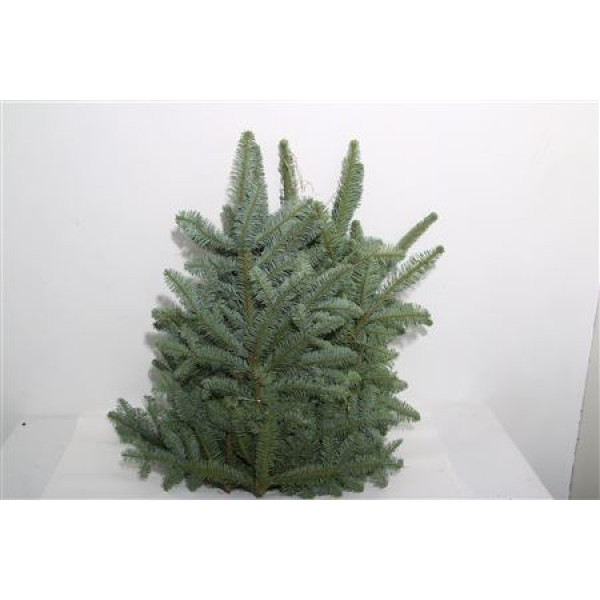 Nobilis Whiteband 5kg 70 cm 
