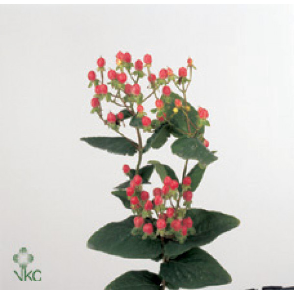 Hypericum Coco Cherie 70cm A1