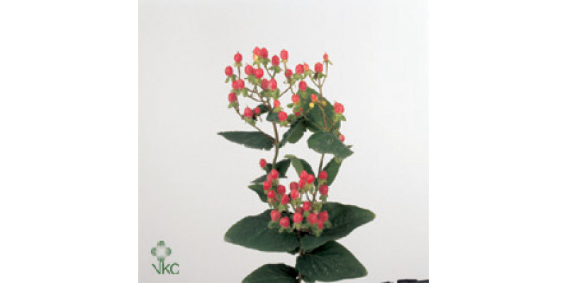 Hypericum Coco Cherie 70cm A1