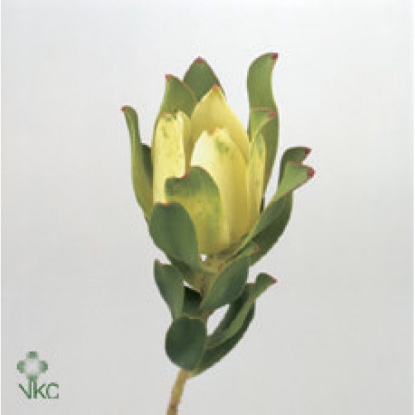 Leucadendron Mountain Rose 60cm A1