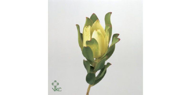 Leucadendron Mountain Rose 60cm A1