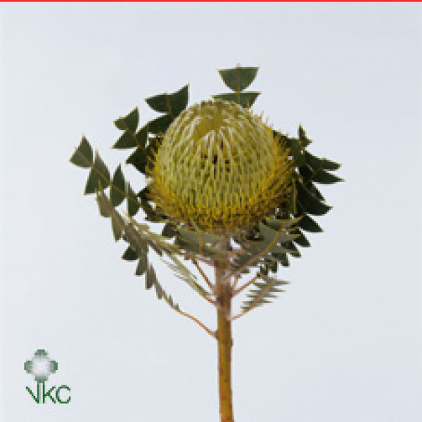 Banksia Baxteri 60cm A1