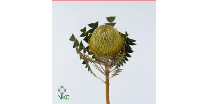 Banksia Baxteri 60cm A1