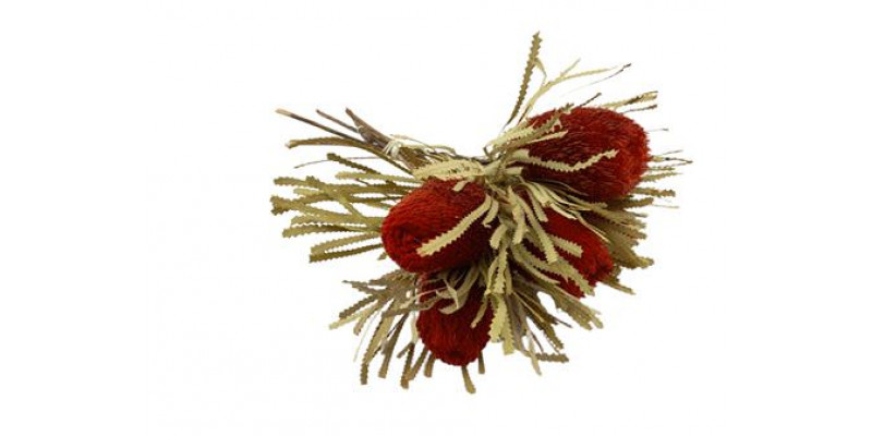 Banksia Prionote Red Dry 50cm A1