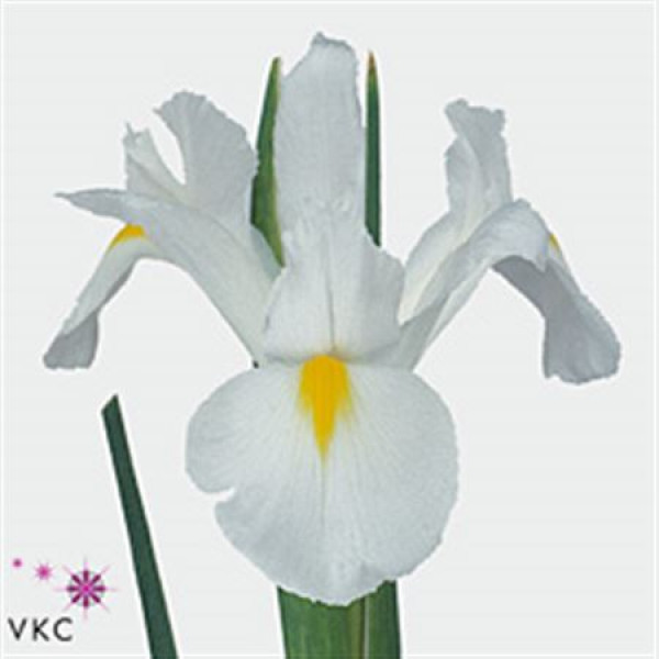 Iris White Magic 58 A1White