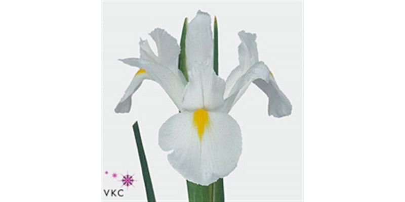 Iris White Magic 58 A1White